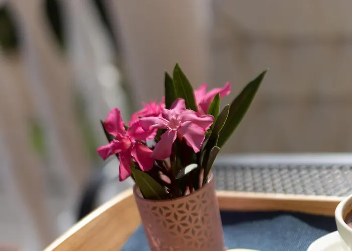 Apartament Oleander *